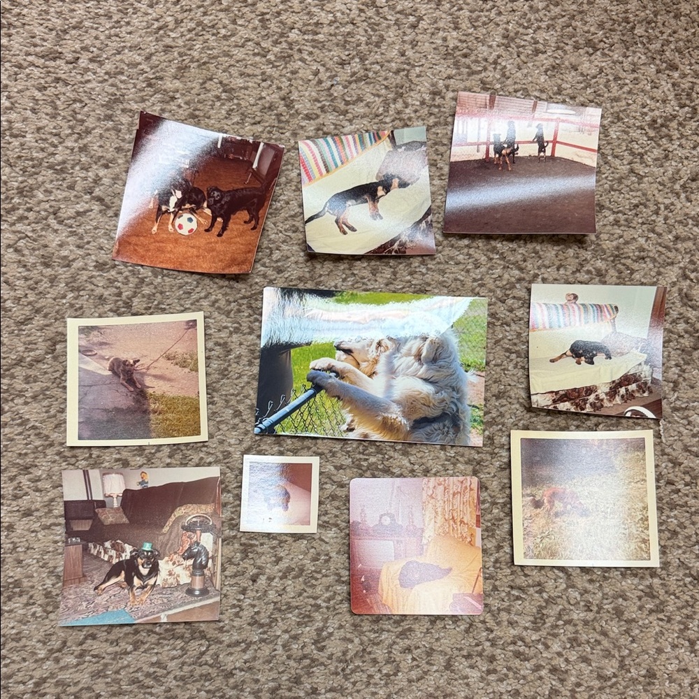Vintage Pet Photograph Collection